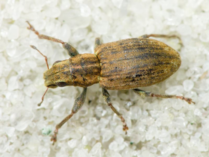 Sitona puncticollis Stephens, 1831